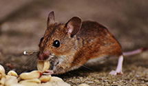 24 Hour & Emergency Exterminators in Manchester, MD